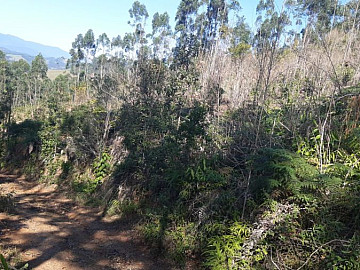 Terreno - Venda - Moura - Canelinha - SC