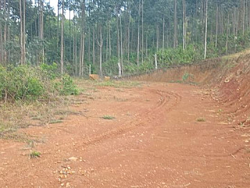 Terreno - Venda - Campo Novo - Tijucas - SC