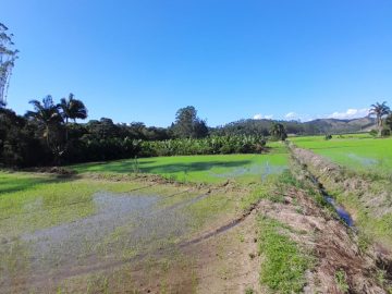 Terreno - Venda - Moura - Canelinha - SC